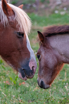 Horses. The domestic horse is a medium-large size perissodactyl mammal belonging to the Equidae family.