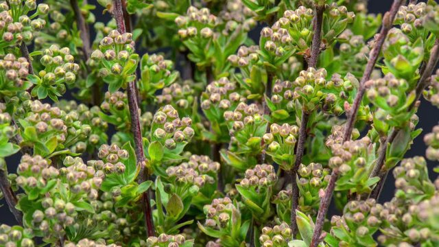 4K Time Lapse of white flowers on blooming shrub of Spiraea arguta. Time-lapse spring flowering bush with flowers and green leaves, beautiful background. Branch bush springtime.