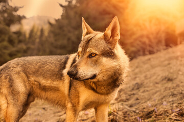 Portrait of czechoslovakian wolfdog on the meadow.
