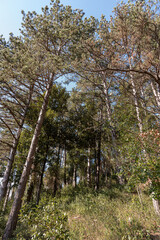 Spectacular photos of the Pinewood of Isernia
