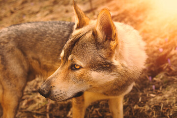 Portrait of czechoslovakian wolfdog on the meadow.