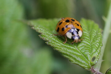 coccinelle asiatique sous la pluie