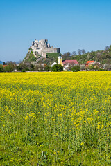 Beckov castle with oilseed rape yellow field, Slovakia