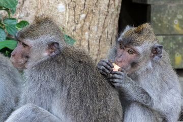 Closeup of young Macaque monkeys; one eating fruit. Tree in background. In Ubud, Bali, Indonesia.
