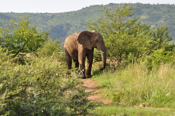 Fototapeta na wymiar One Elephant walking alone in the savanna