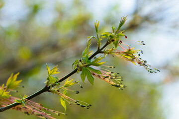 branch with young green leaves. Linden tree branch with young fresh green leaves. Springtime in park landscape. Soft tender blossoming springtime poster. Macro nature, shallow depth of field. focus.
