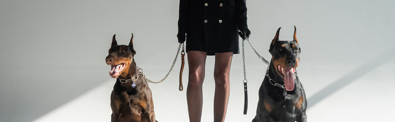cropped view of stylish woman with doberman dogs on chain leashes on grey background, banner