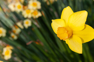 yellow daffodils in spring