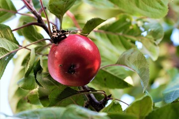 A single red apple in an appletree as a close up from below