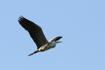 héron cendré en vol