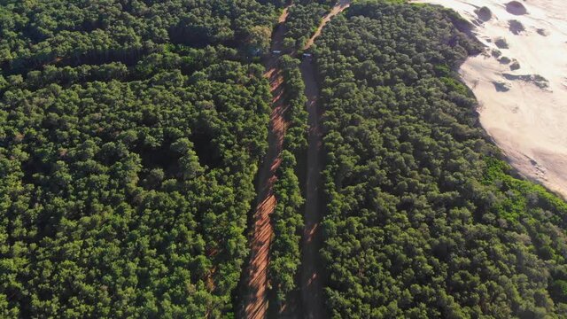 Landscape forest. Woods. Camino en medio del bosque 4k.