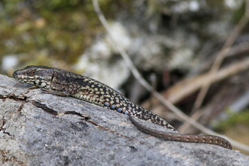 lézard des murailles
