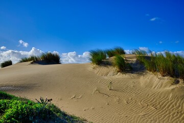 Vegetation in the sand of the dunes under blue sky