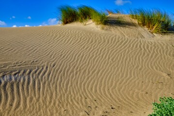 Dunes with some vegetation and the footprints of the wind