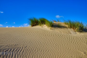 Waves in the sand of dunes with some vegetation