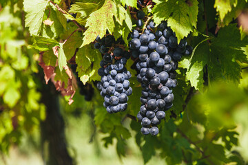 Fototapeta premium Large bunches of red wine grapes hang from an old vine in warm afternoon light. Vineyard in the Marche region, Italy. Autumn harvest