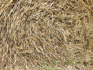 Dried straw stack background animal feed