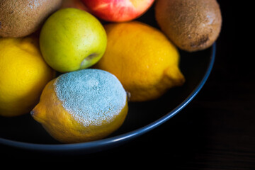 Spoiled lemon with light blue textured mold among ripe colorful whole fruits: apples, kiwi, edible yellow lemons in a plate. Close-up