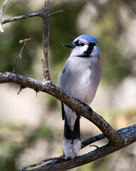 Blue Jay Photo Stock. Close-up profile view, perched with a blur background displaying blue and white feathesr in its environment and habitat. Image. Picture. Portrait.