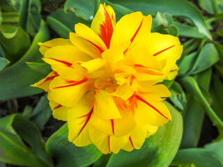 yellow flower in the garden