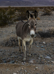 a brown mule standing on top of a dirt field