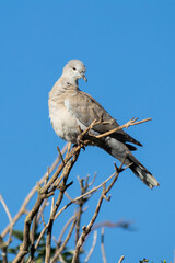 bird on a branch