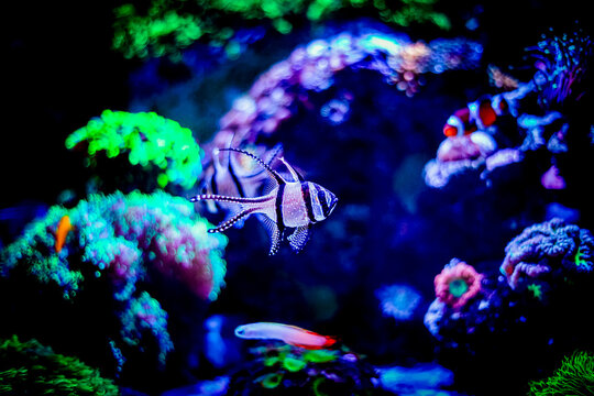 Banggai cardinalfish (Pterapogon kauderni) isolated in a reef aquarium with blurred background