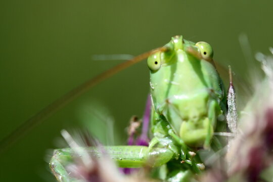 portrait gros plan d'une grande sauterelle verte