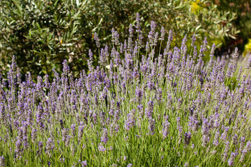 Lavender flower blooming in summer
