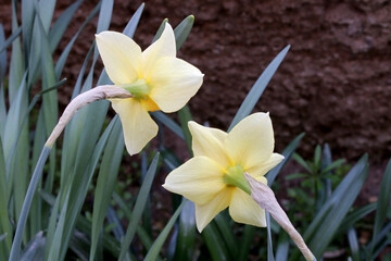 spring daffodils in the garden