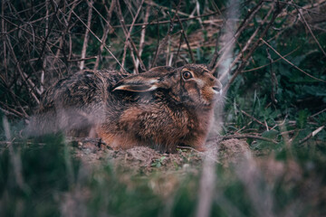 hare on grass