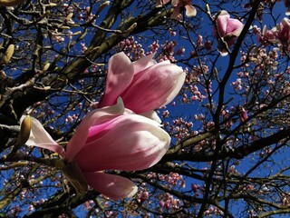 magnolia tree blossom