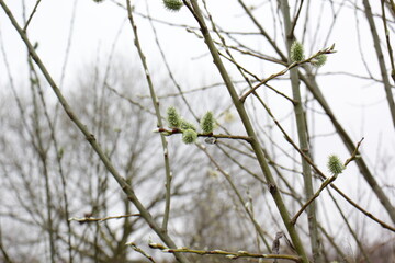 Beautiful branches with close-up of blooming buds in the springtime. Picturesque branches of a tree in rainy weather. Colorful background of leaf buds with rain drops.