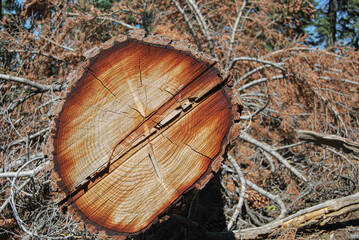 Cut tree with detail of age rings
