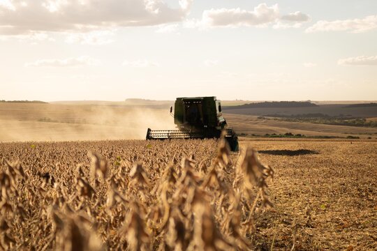 Soybean Harvest On Sunset