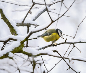 Blue tit bird sitting on a snow covered tree