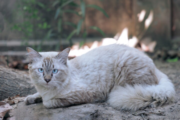 A white persian cat with blue eyes lying on the ground.