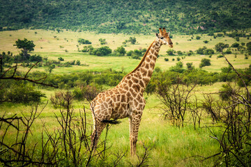 Giraffa Africana