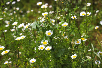 Selective Focus of Daisy flower on green meadow, Cheerful Spring Colors. Copy Space, Seasonal Nature Concept.