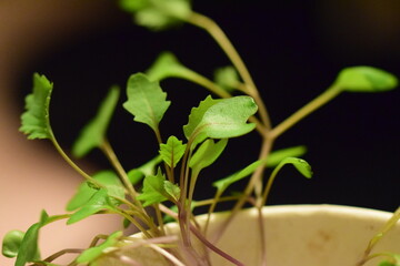Leaves of a young cabbage plant as a close up
