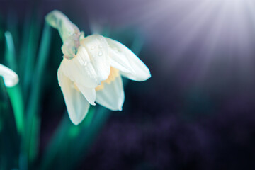 White double daffodil flowers in sunlight.