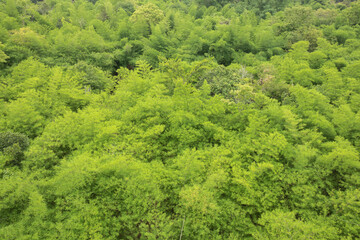 The picture from the top view of leaf green bamboo is the background from  nature, seamless leaf bamboo pattern.