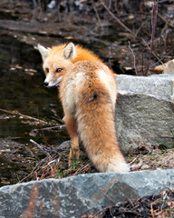Red Fox Photo Stock. Fox Image. Close-up rear view looking at camera in the spring season with blur background in its environment and habitat displaying bushy tail. Picture. Portrait.