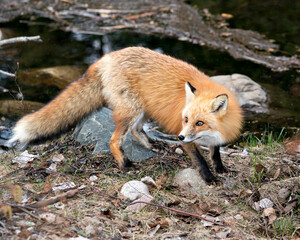 Red Fox Photo Stock. Fox Image. Close-up profile view by the water in the spring season with blur water and rocks  background in its environment and habitat. Picture. Portrait.
