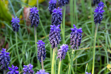 Little purple flowers with blue