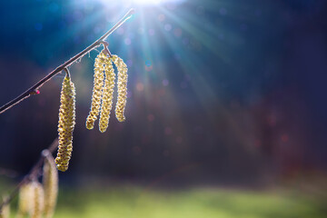 Spring background with flowering hazelnut-tree against sunlight.