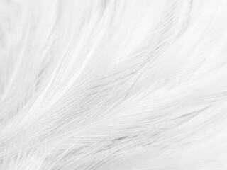 Beautiful abstract gray feathers on white background, soft white feather texture on white texture pattern, light pink theme wallpaper, black feather background, white gradient frame banners