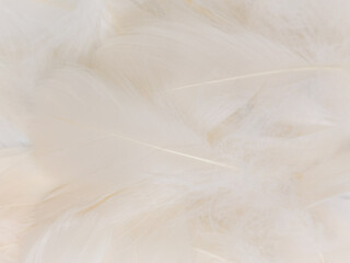 Beautiful abstract gray feathers on white background, soft white feather texture on white texture pattern, light pink theme wallpaper, black feather background, white gradient frame banners