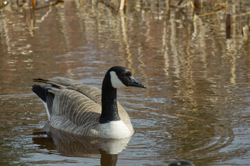 Canada Goose (Branta Canadensis) in a Pond