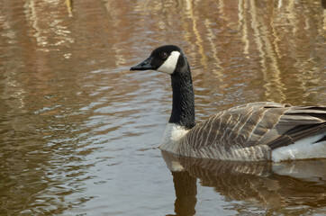 Canada Goose (Branta Canadensis) in a Pond